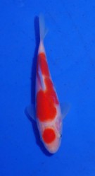 Featured Koi – Growing on in Cyprus