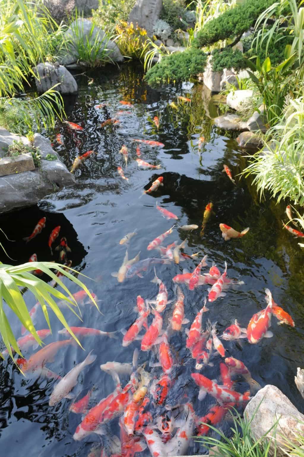 koi-pond-ideas18