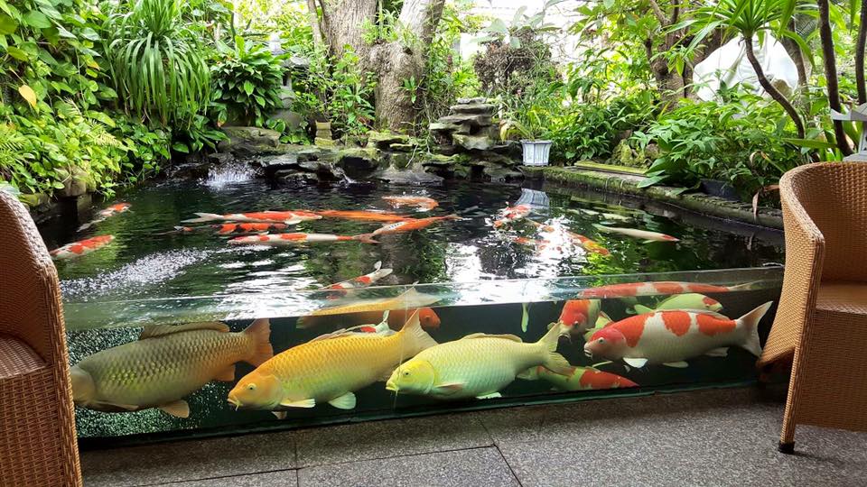 vietnam Koi